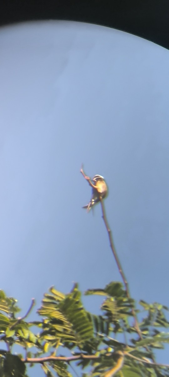 Whiskered Treeswift - ML625318826