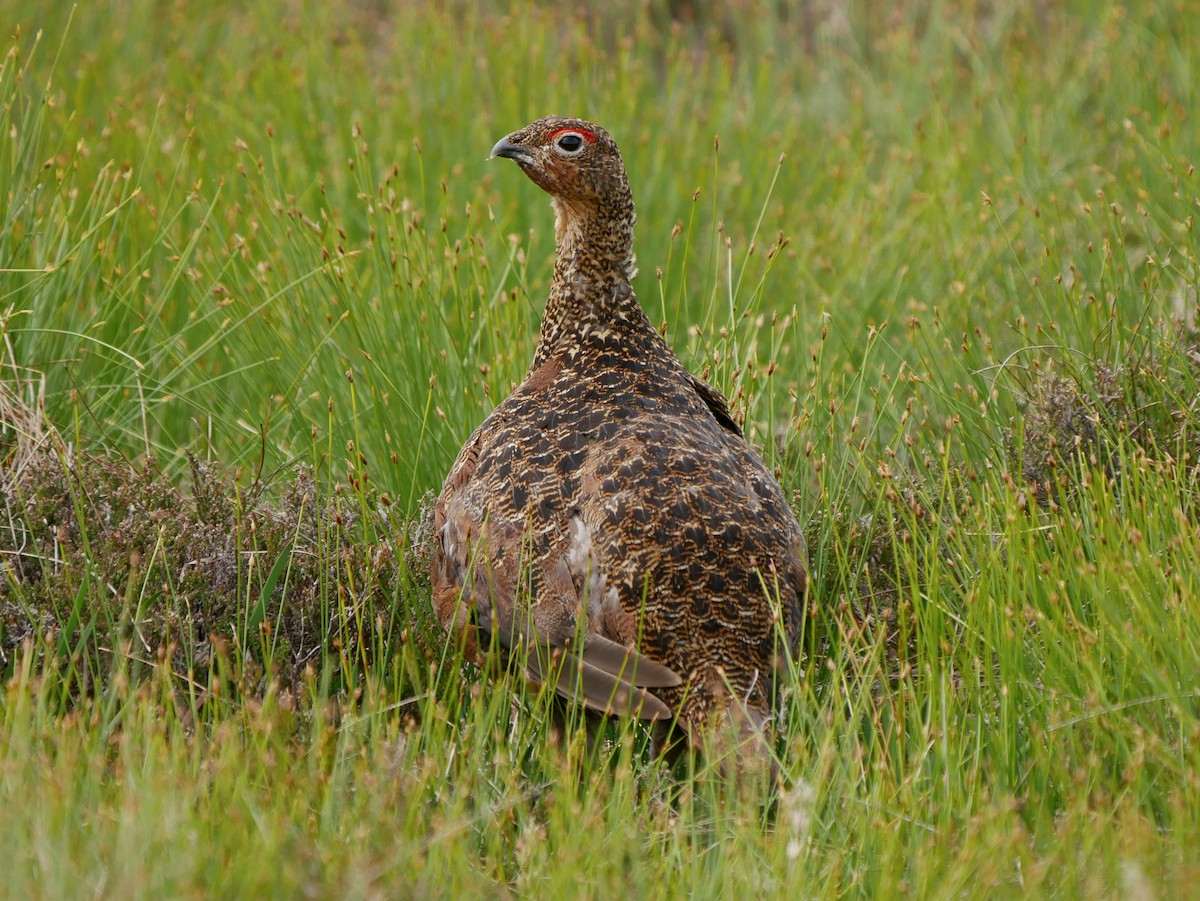 Willow Ptarmigan (Red Grouse) - ML625318833