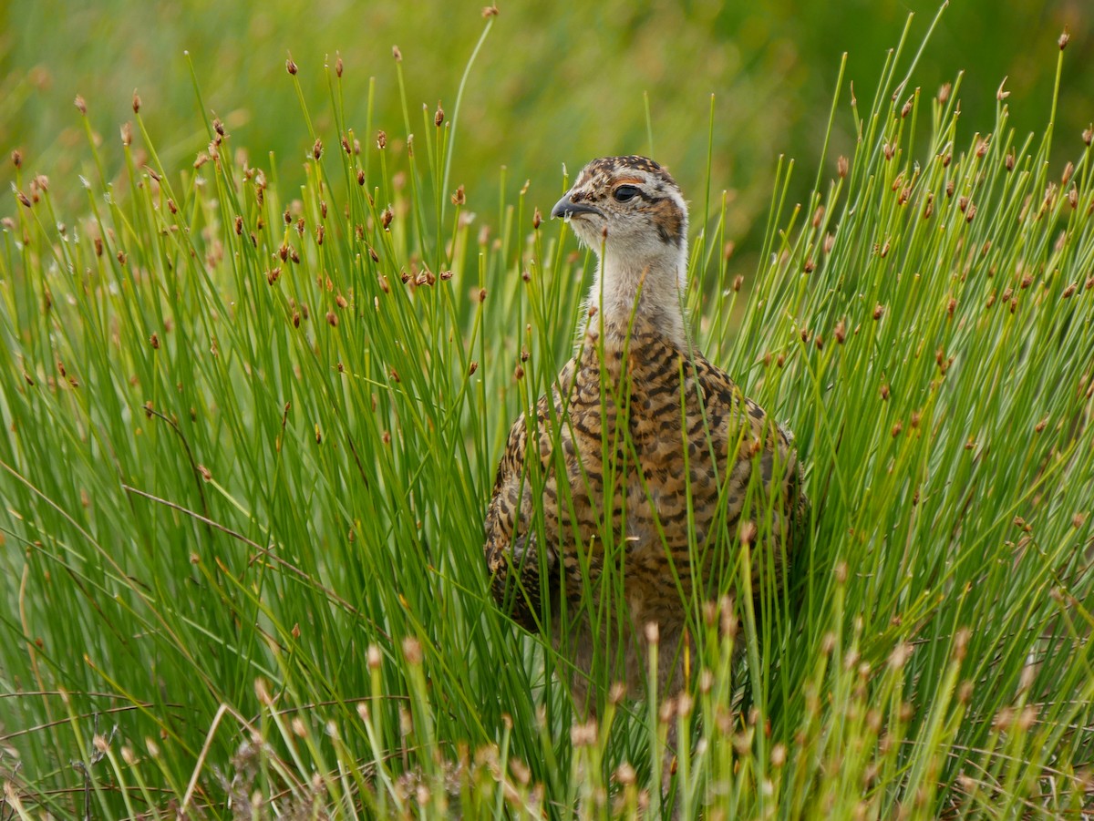 Willow Ptarmigan (Red Grouse) - ML625318834