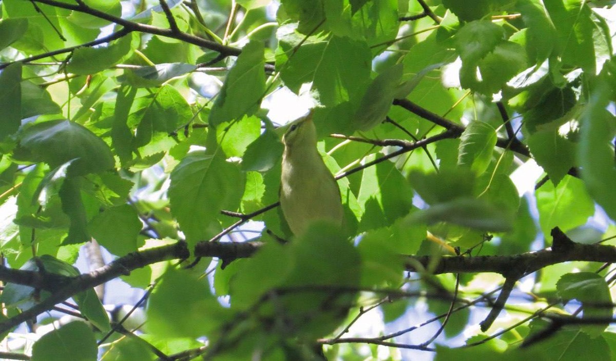 Greenish Warbler - ML625318889