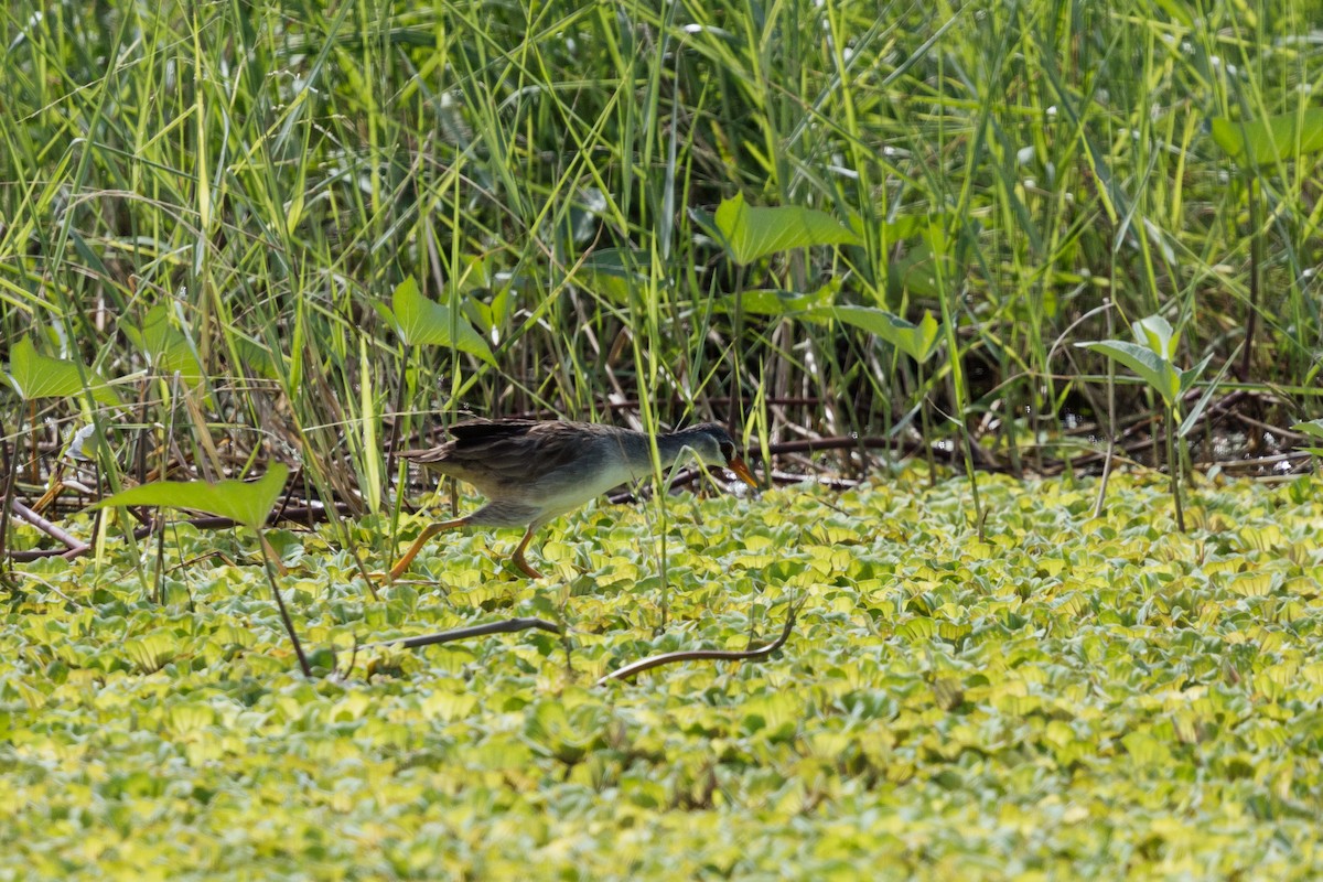 White-browed Crake - ML625318898