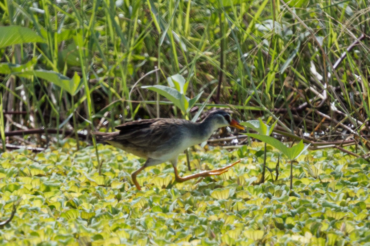 White-browed Crake - ML625318899