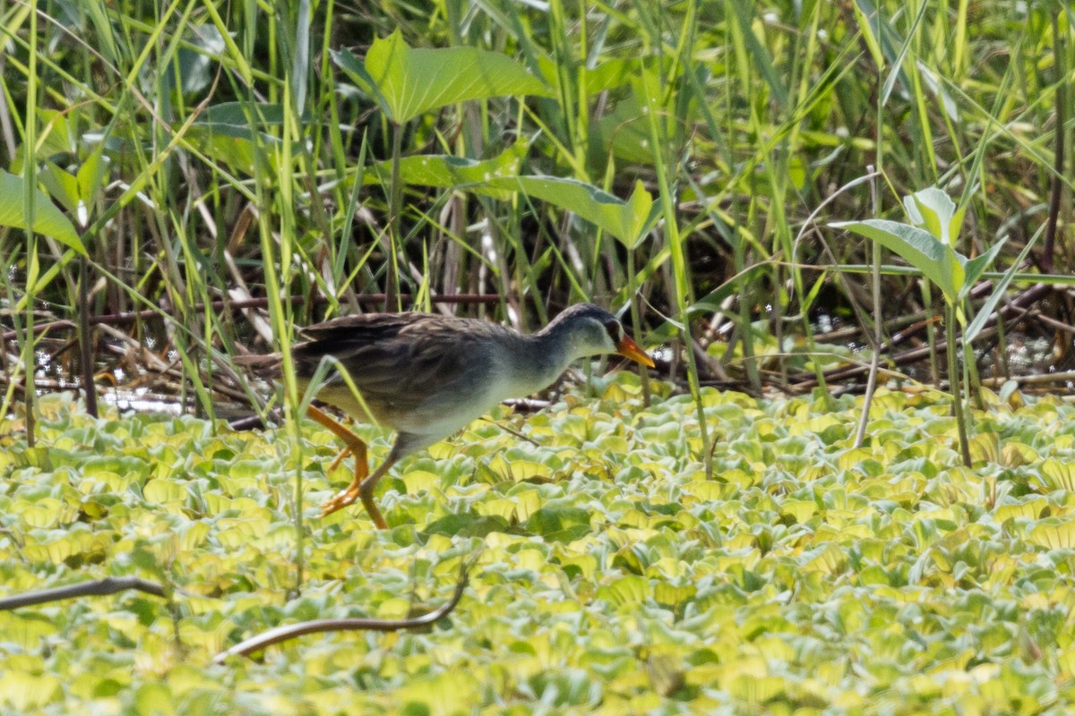 White-browed Crake - ML625318900