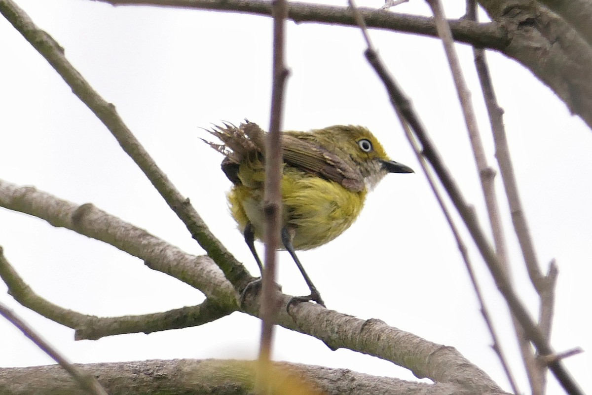 White-eyed Vireo - Robert Hamilton