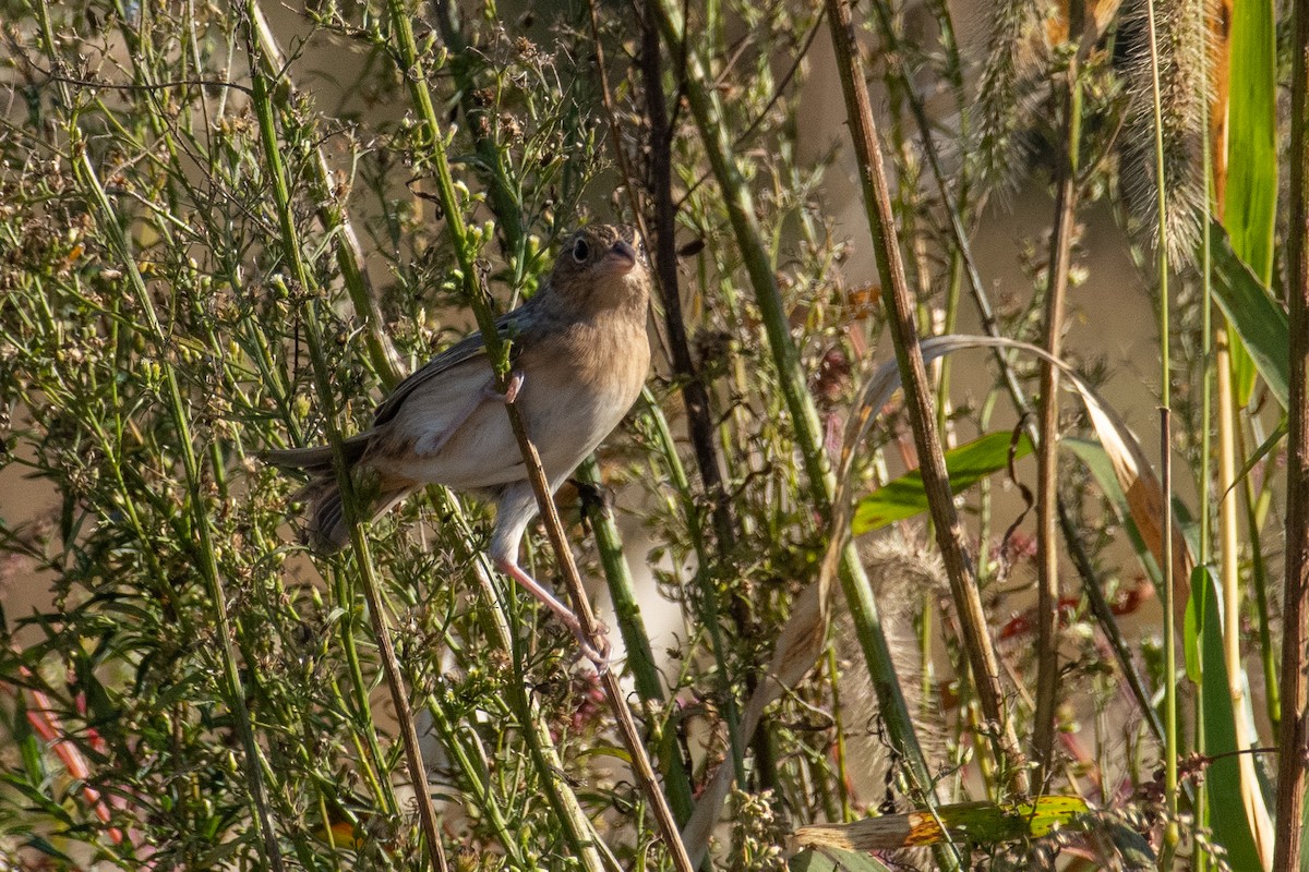Grasshopper Sparrow - ML625318932