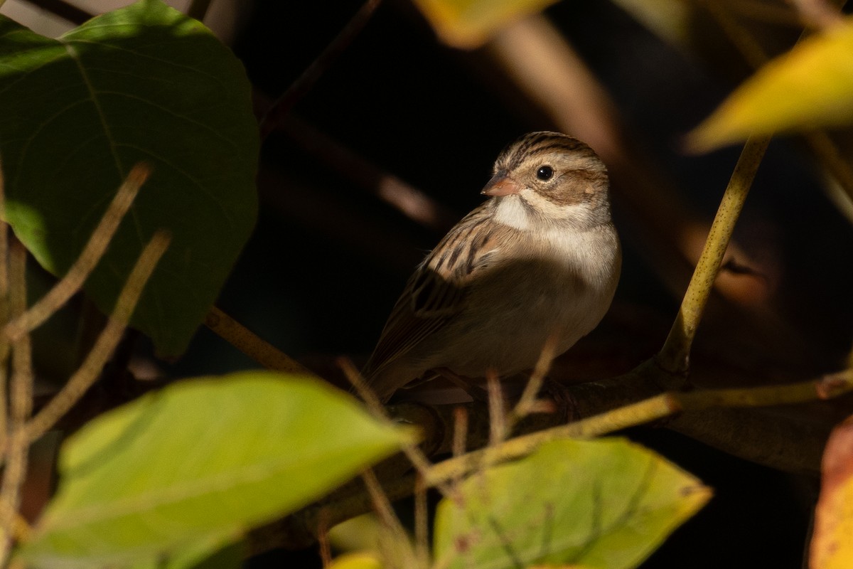 Clay-colored Sparrow - ML625318934