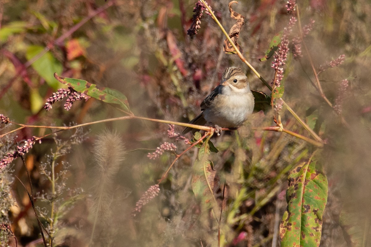 Clay-colored Sparrow - ML625318936