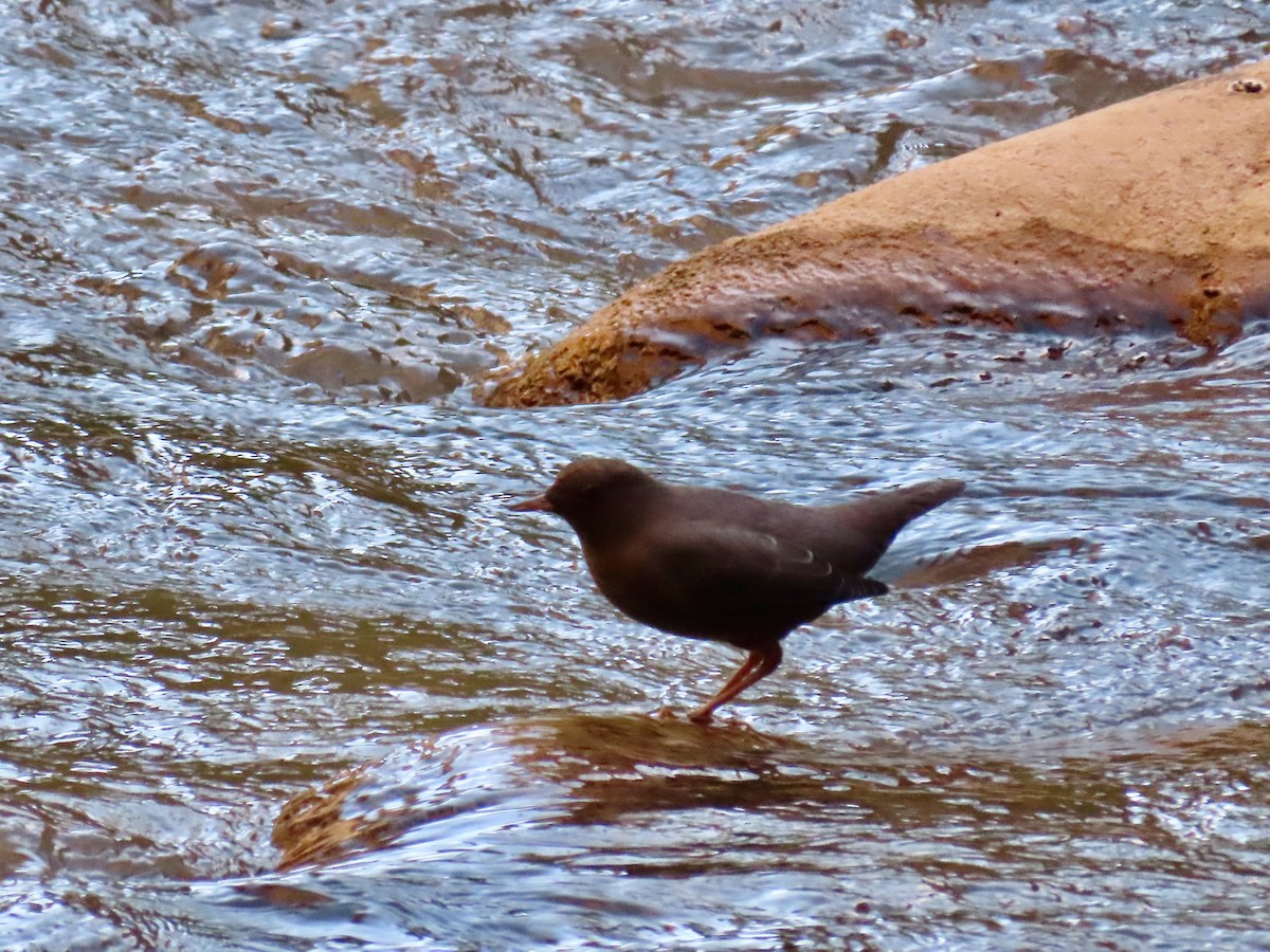 American Dipper - ML625318950