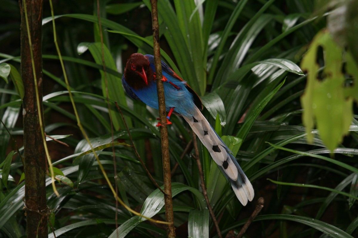 Sri Lanka Blue-Magpie - ML625319002