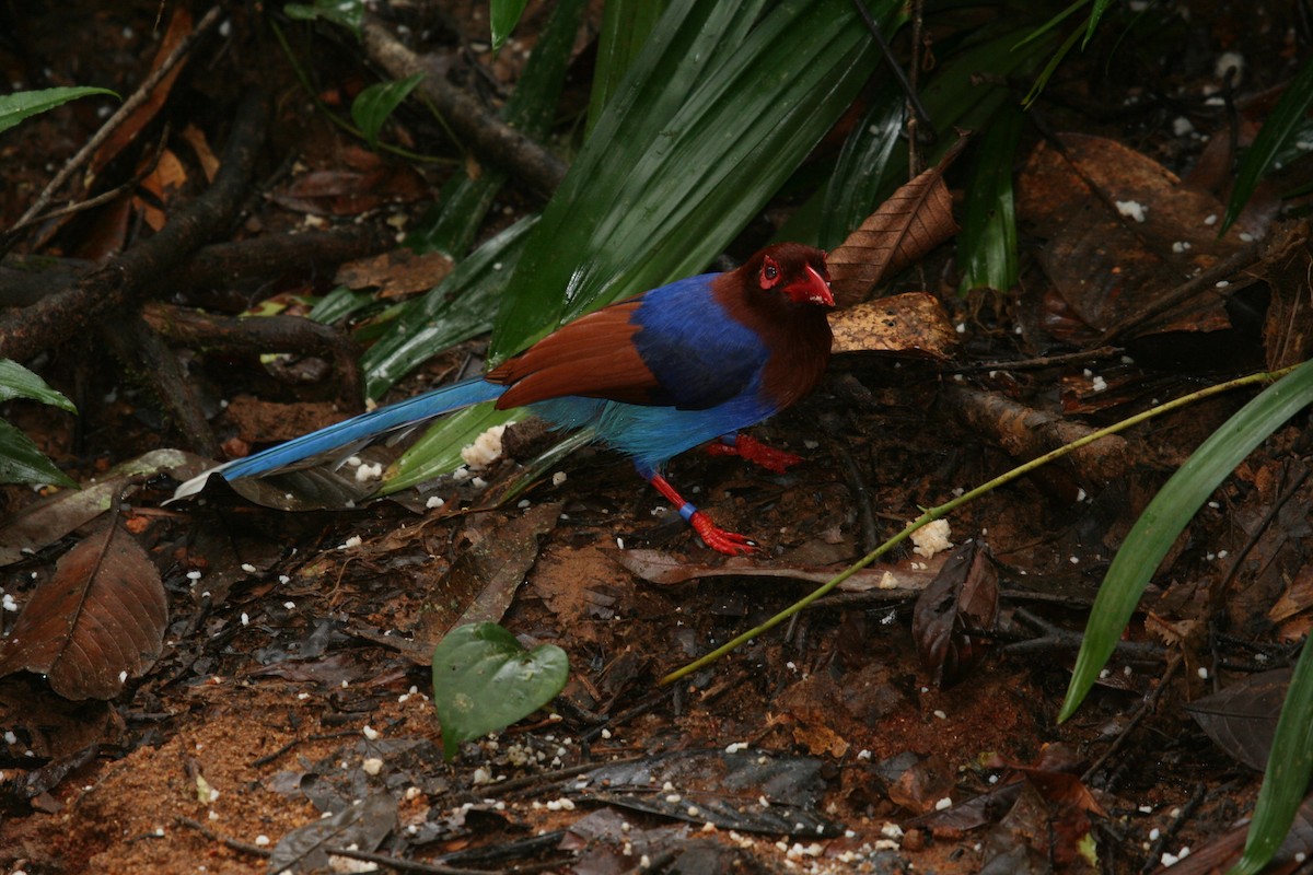 Sri Lanka Blue-Magpie - ML625319009