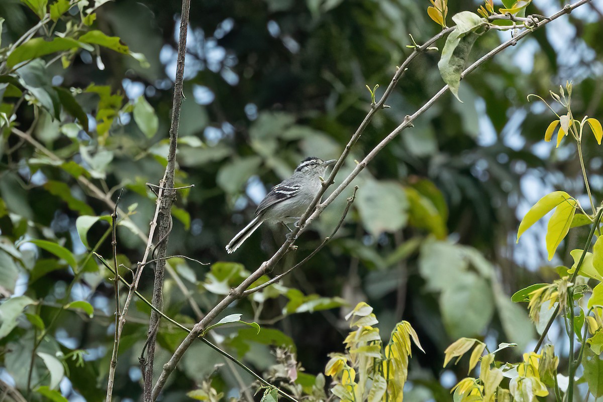 Inambari-Tambopata Antwren (undescribed form) - Thibaud Aronson
