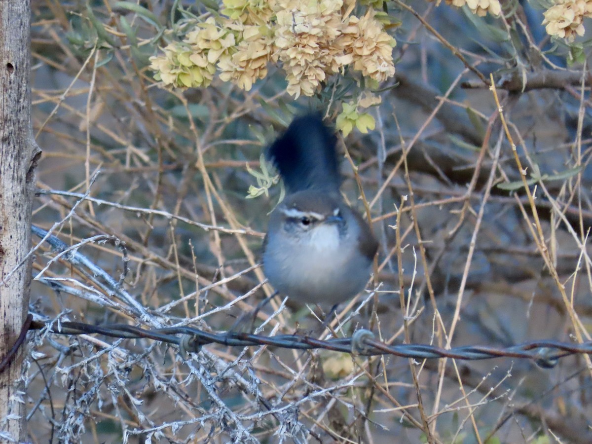 Bewick's Wren - Greg Vassilopoulos