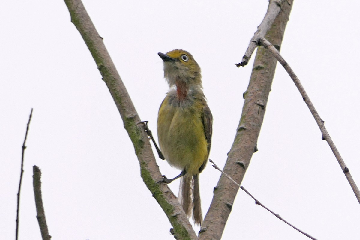 Vireo Ojiblanco - ML62531911