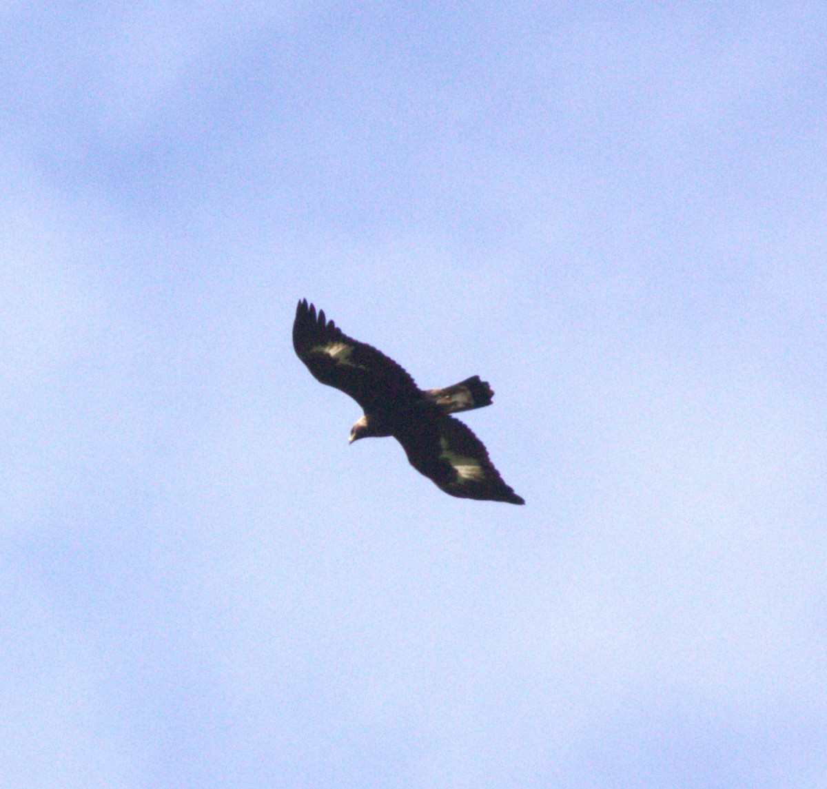 Golden Eagle - ML625319161