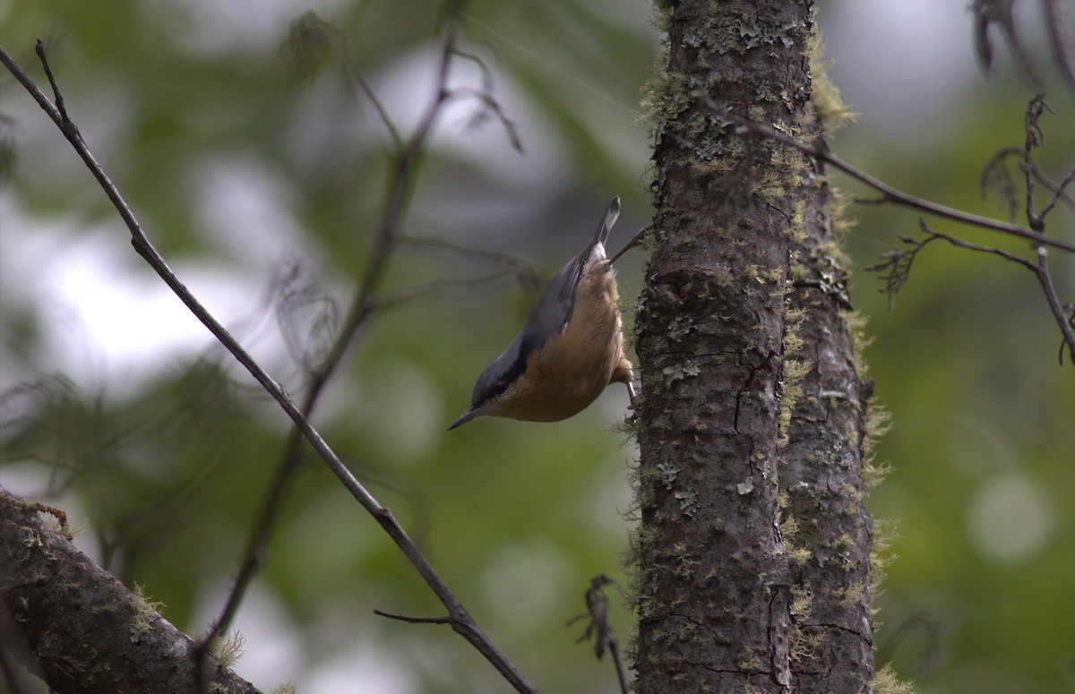 White-tailed Nuthatch - ML625319182