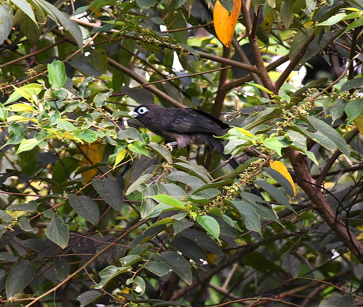 Blue-faced Malkoha - ML625319253