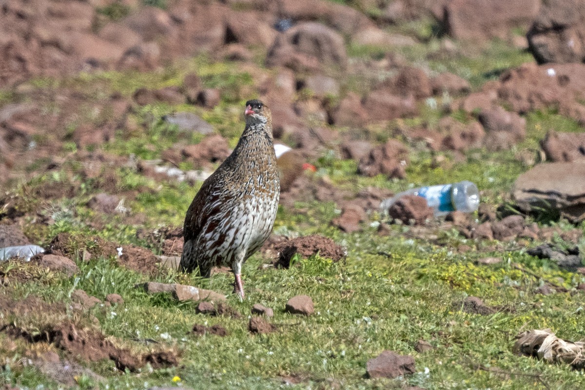 Francolín Cuellicastaño - ML625319258