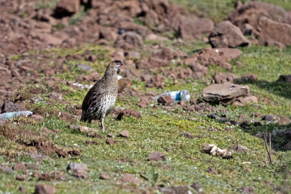 Francolín Cuellicastaño - ML625319259