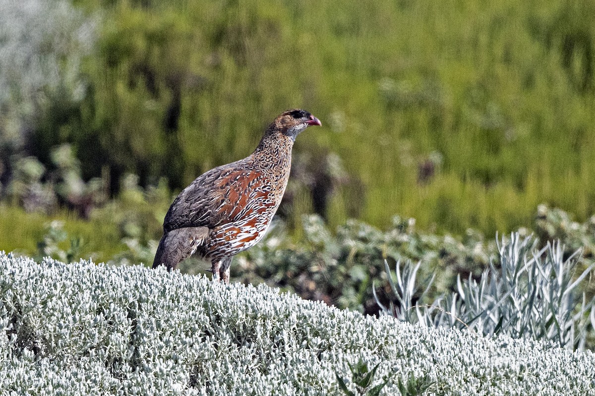 Francolín Cuellicastaño - ML625319270