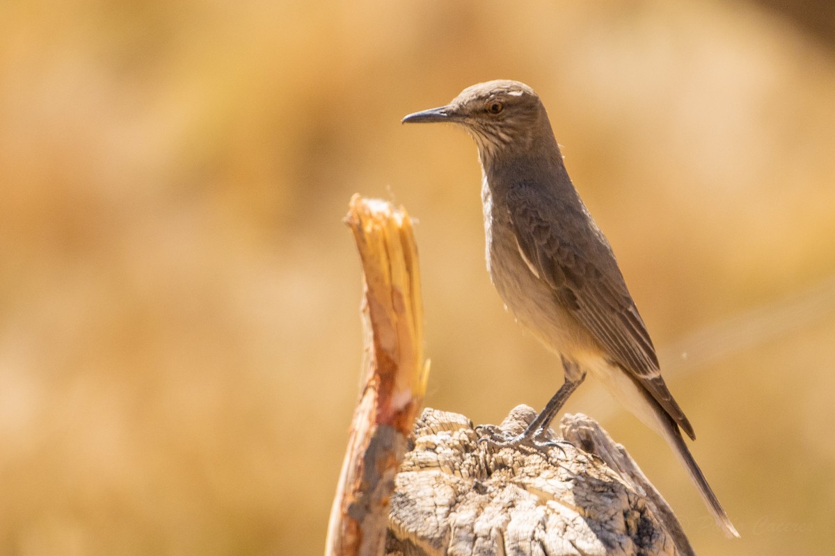 Black-billed Shrike-Tyrant - ML625319278