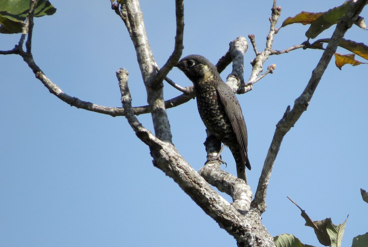 Chestnut-bellied Rock-Thrush - ML625319304