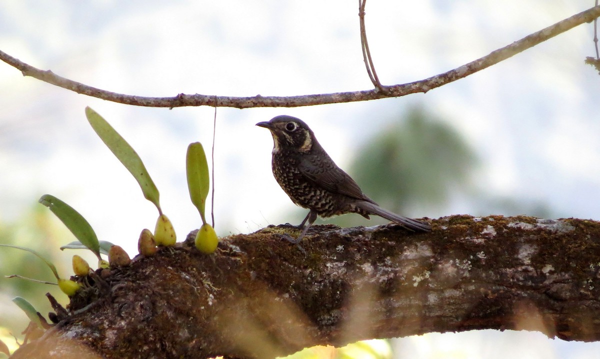 Chestnut-bellied Rock-Thrush - ML625319305