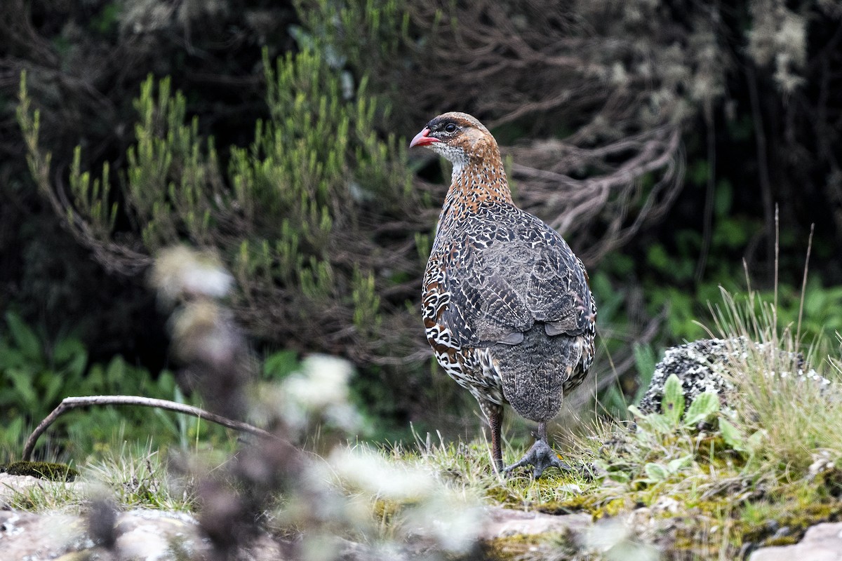 Francolín Cuellicastaño - ML625319308