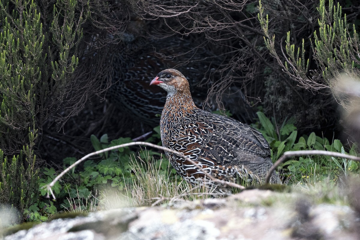 Francolín Cuellicastaño - ML625319309