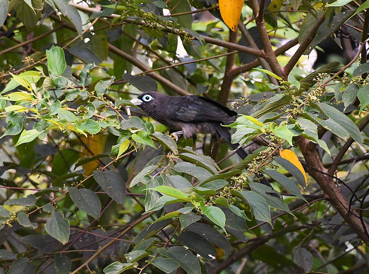 Blue-faced Malkoha - mathew thekkethala