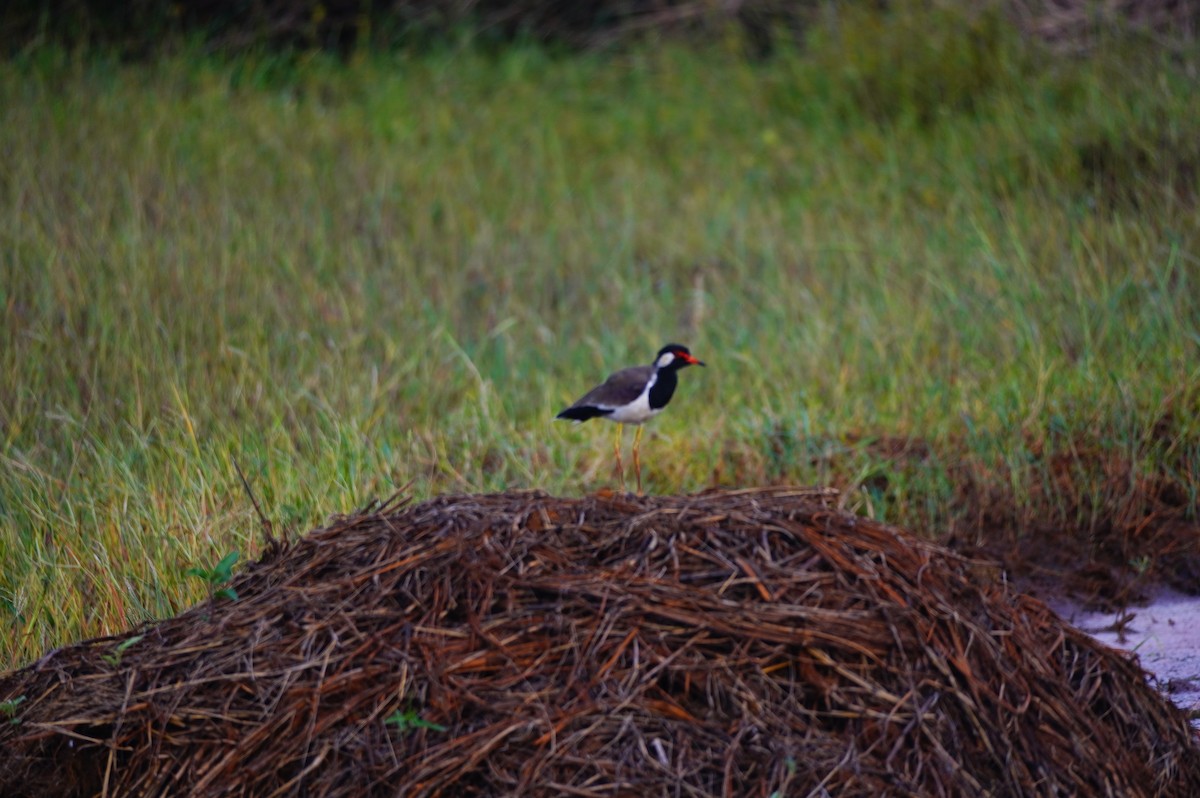 Red-wattled Lapwing - ML625319325