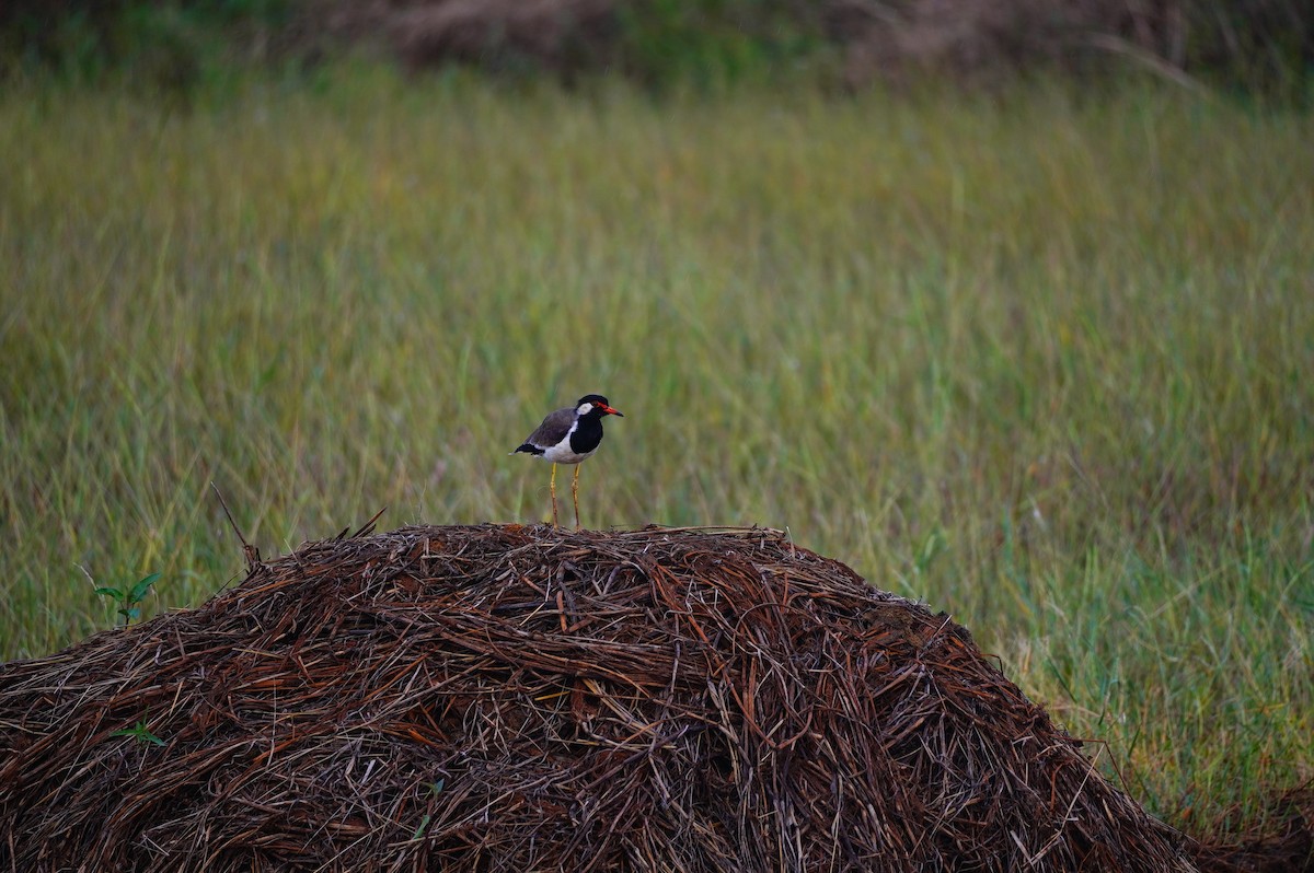 Red-wattled Lapwing - ML625319326