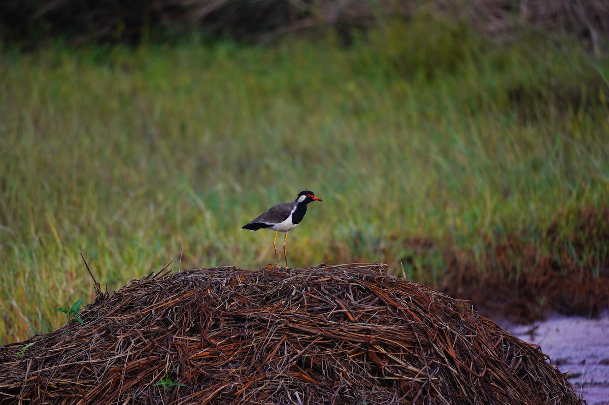 Red-wattled Lapwing - ML625319327