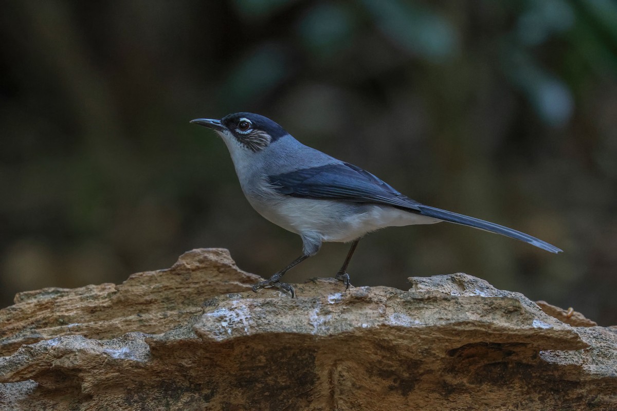 Black-headed Sibia (Lang Bian) - ML625319359