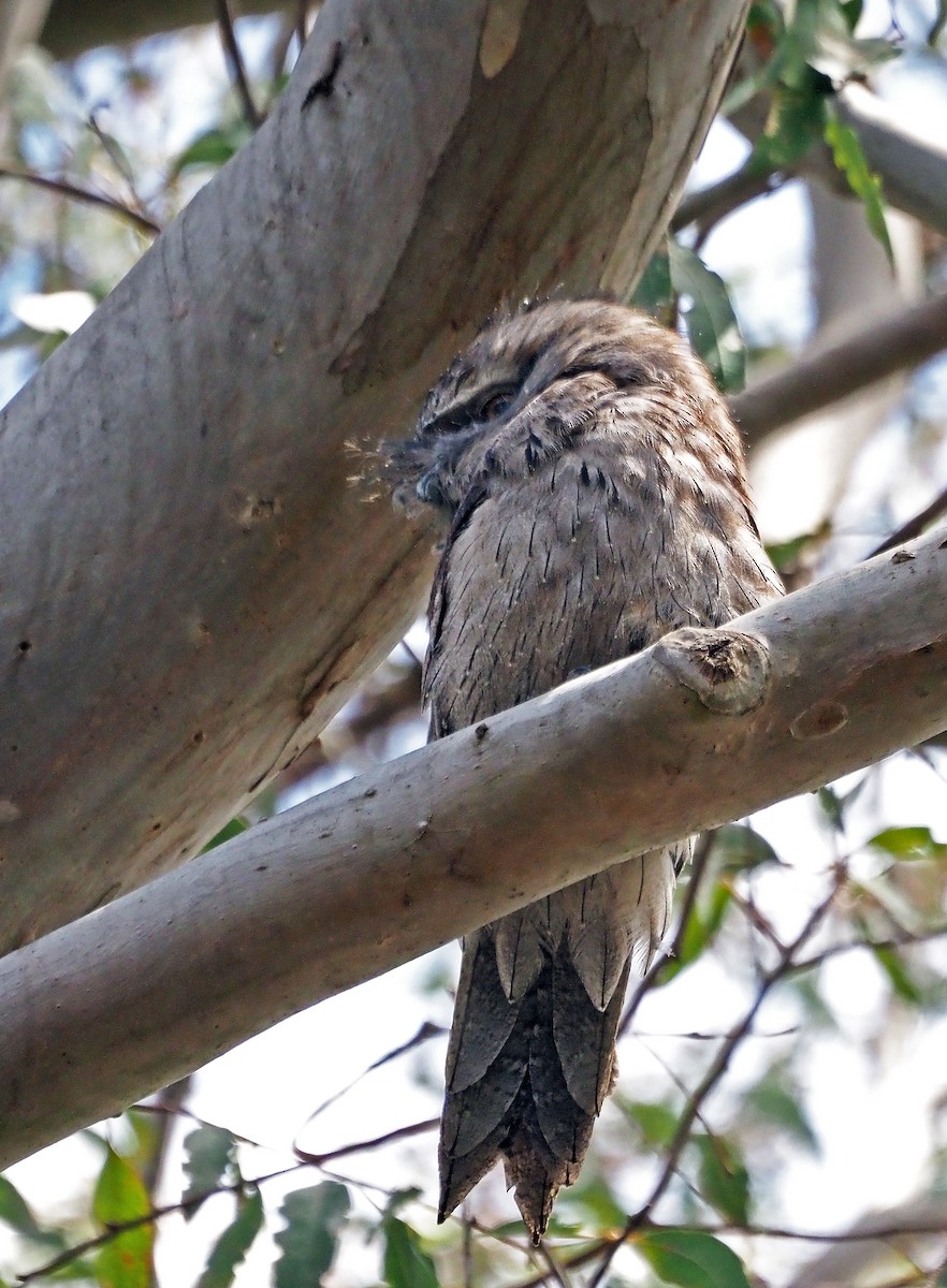 Tawny Frogmouth - ML625319371