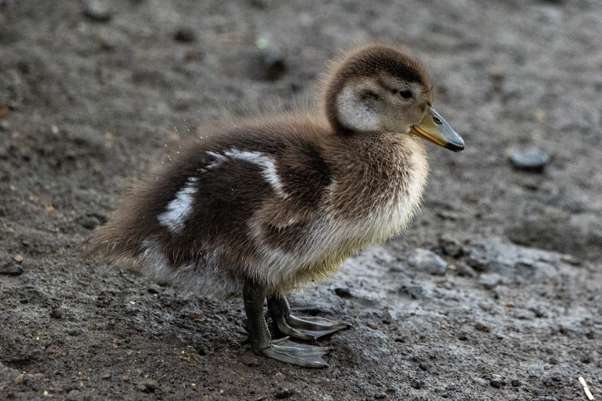 Yellow-billed Pintail - ML625319380