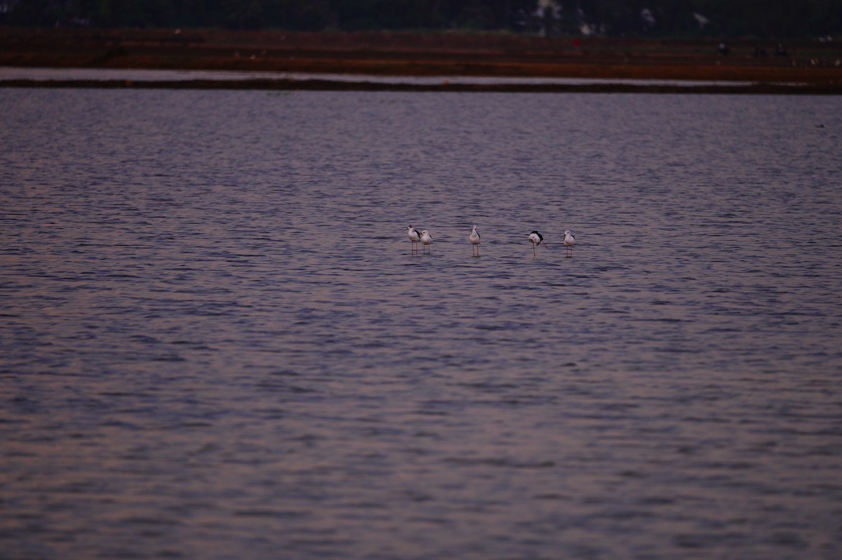 Black-winged Stilt - ML625319392