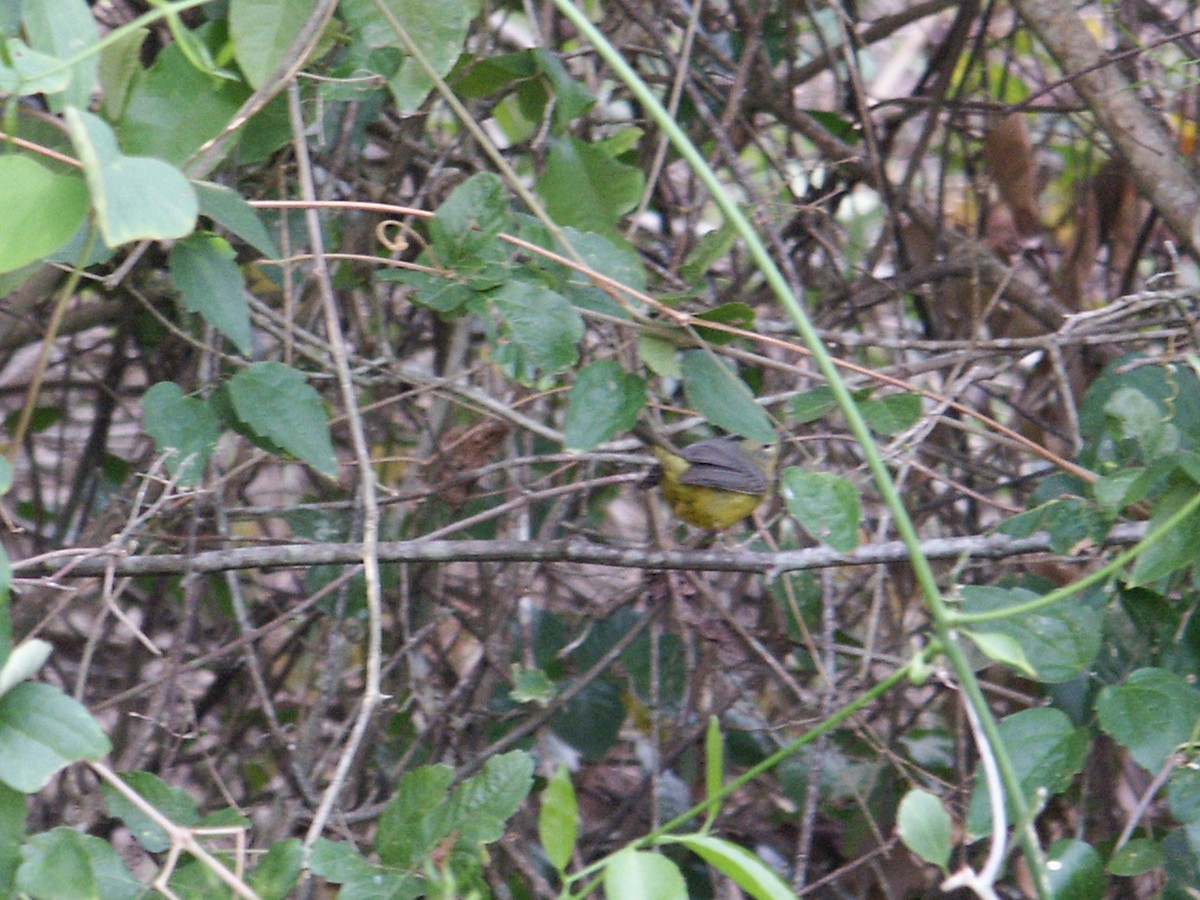 Golden-crowned Warbler - ML625319504