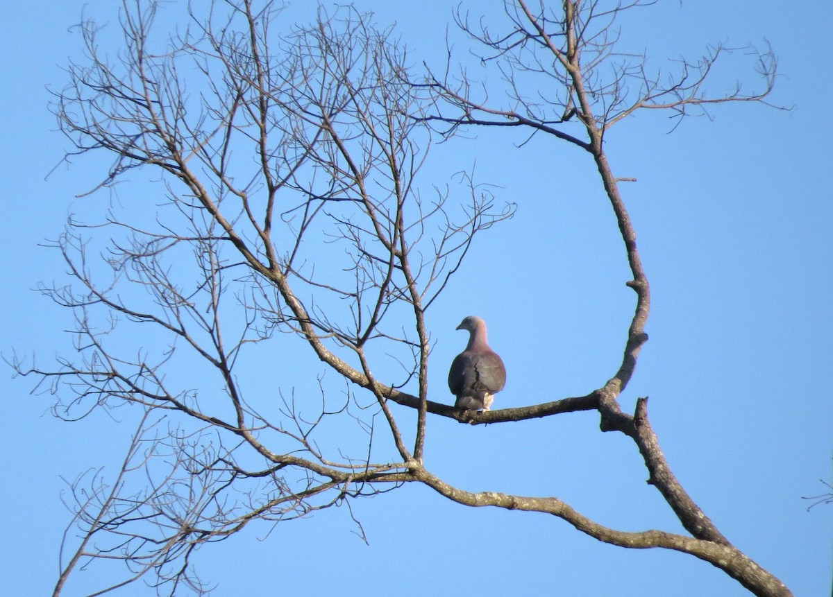 Mountain Imperial-Pigeon - ML625319546