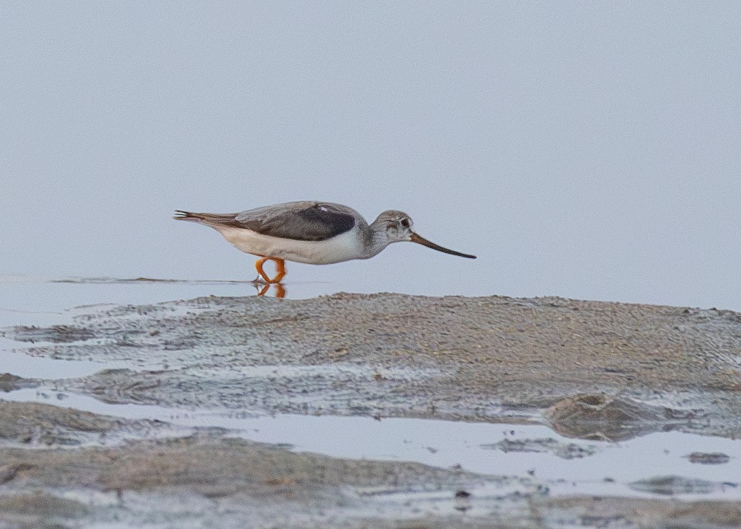 Terek Sandpiper - ML625319645