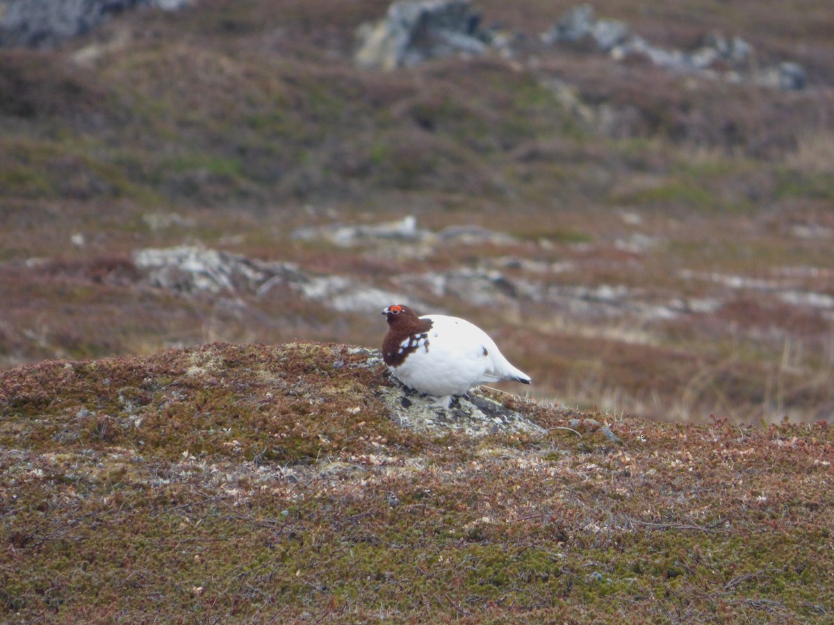 Willow Ptarmigan - ML625319654