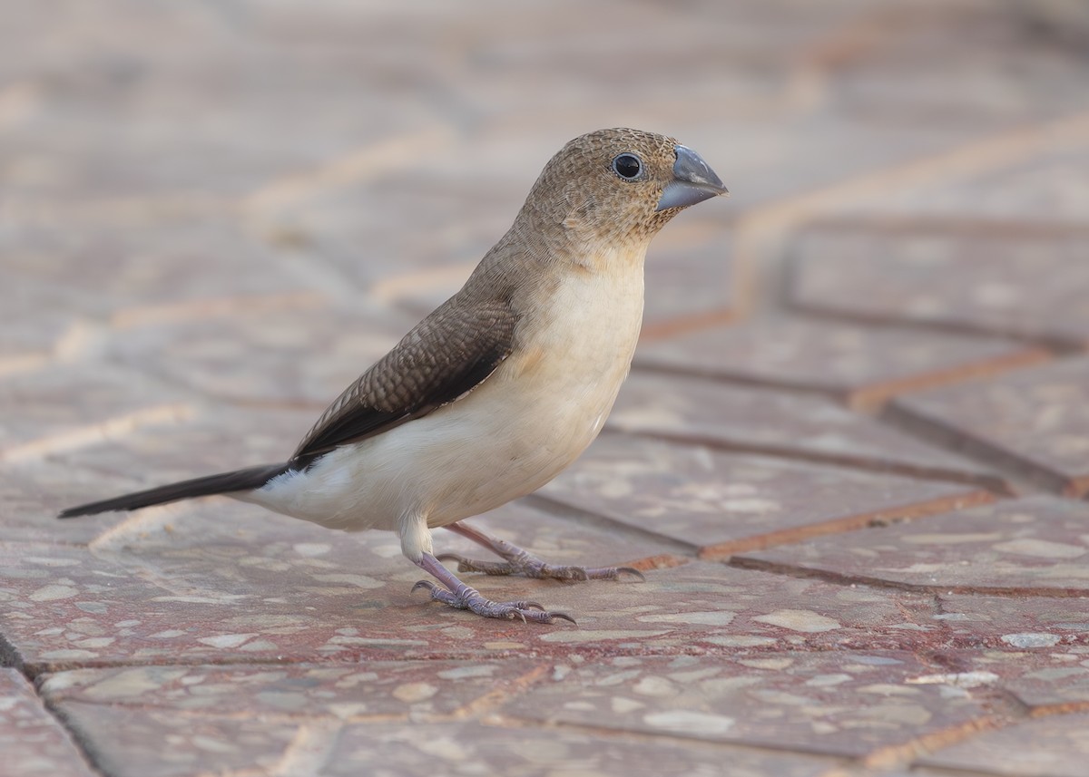 African Silverbill - ML625319673