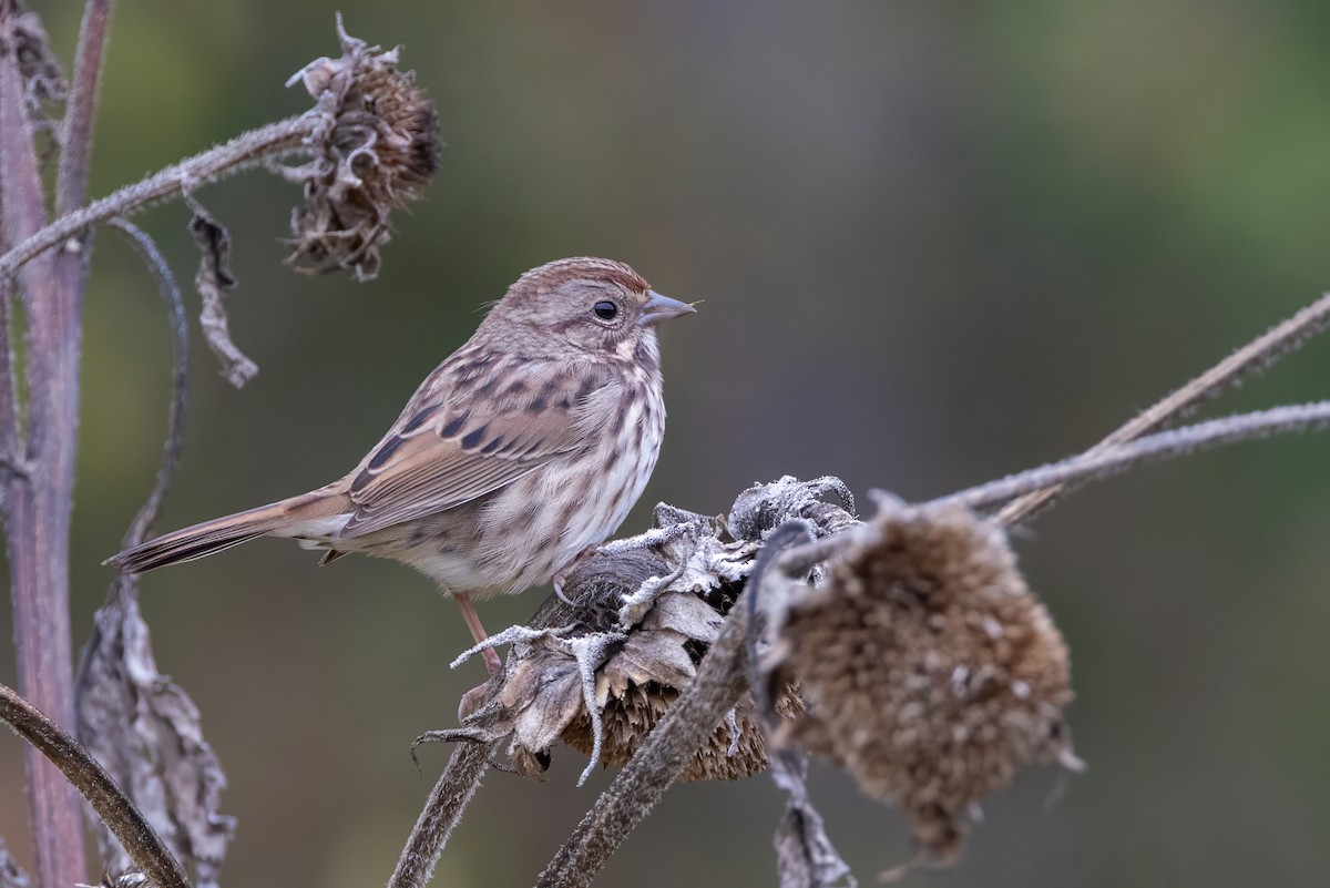 Song Sparrow - ML625319764