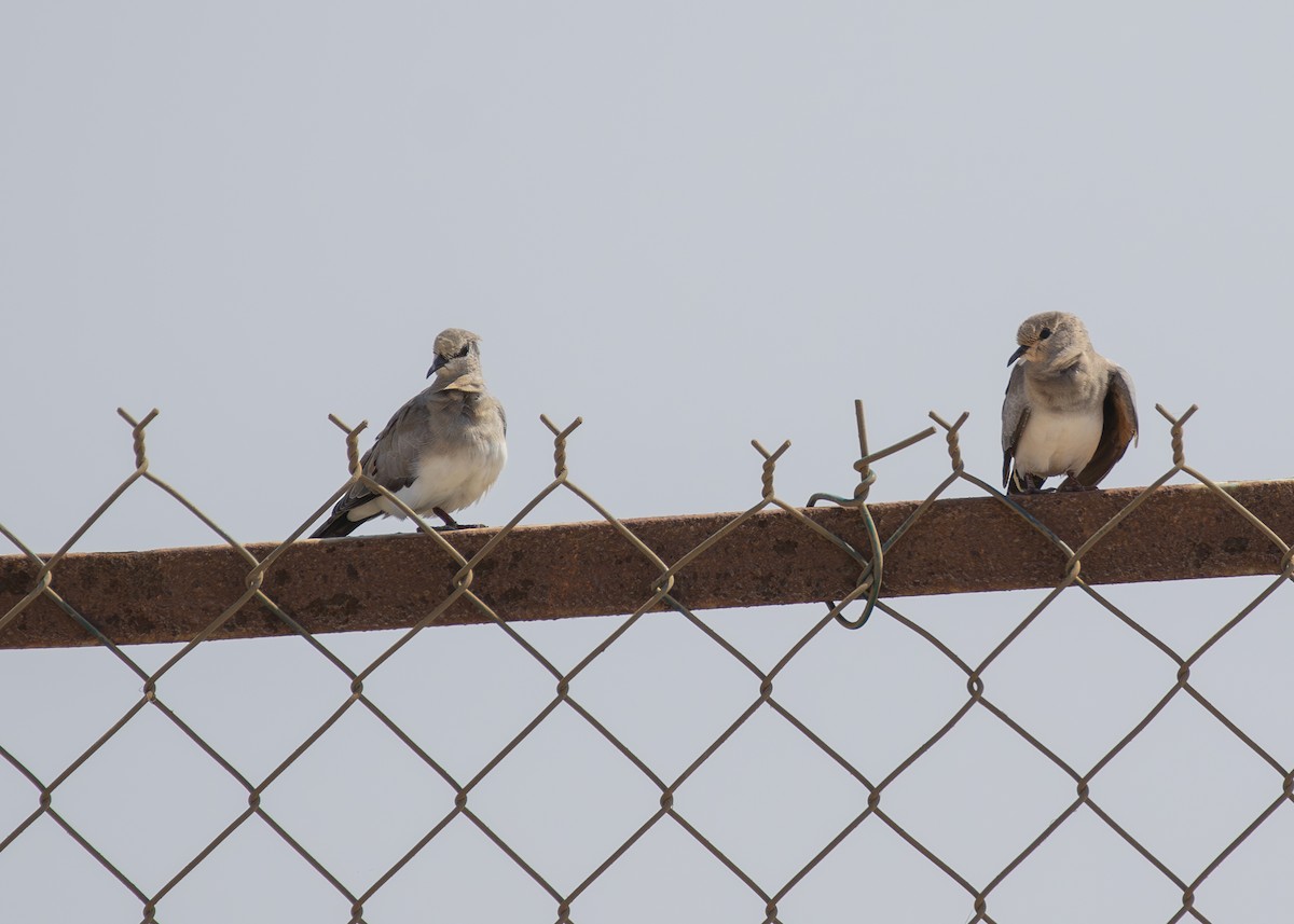 Namaqua Dove - ML625319782