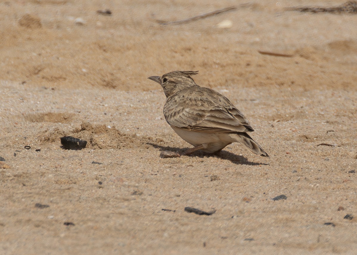 Crested Lark (Crested) - ML625319792