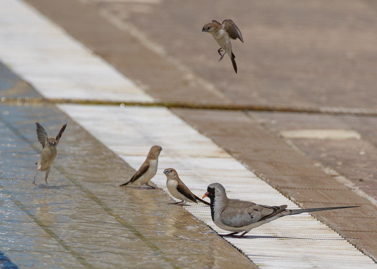 Namaqua Dove - ML625319812