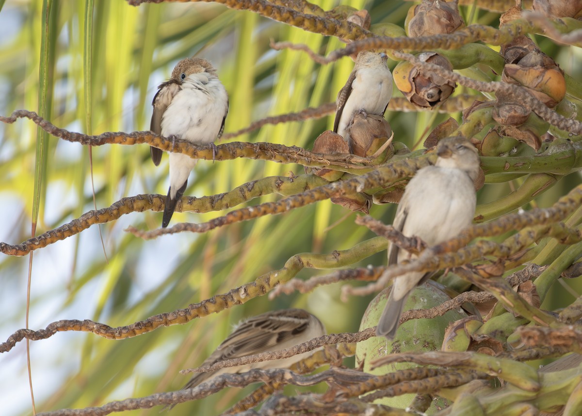 African Silverbill - ML625319823