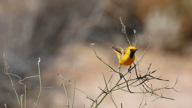 Orange Chat - ML625319837