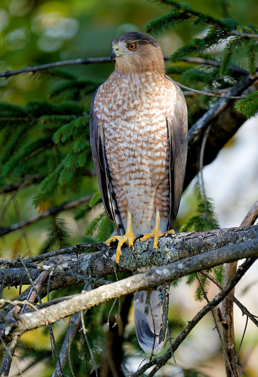 Cooper's Hawk - ML625319852