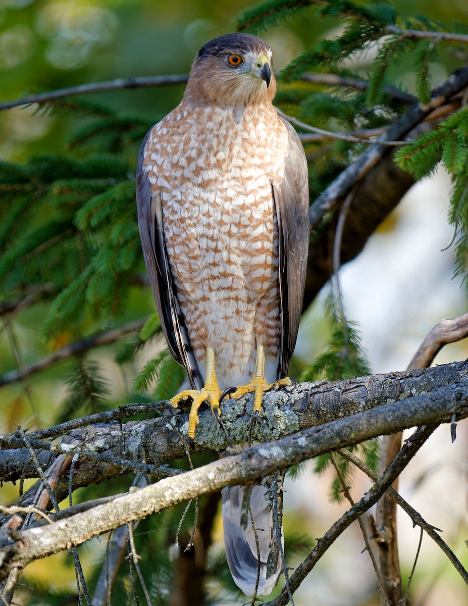 Cooper's Hawk - ML625319853