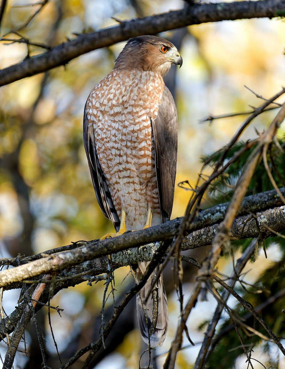 Cooper's Hawk - ML625319854